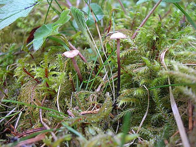 La  Flora  micologica  Alsaziana